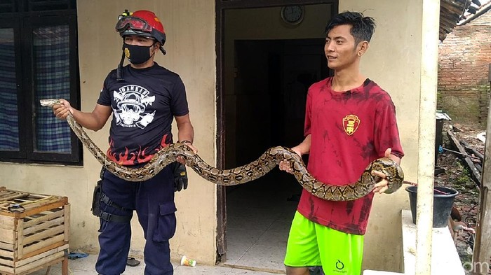 Ular Sanca 3 Meter Tertangkap di Permukiman Pekalongan Seekor ular sanca sepanjang 3 meter ditangkap warga dan petugas damkar di Kota Pekalongan. Ini foto-fotonya.