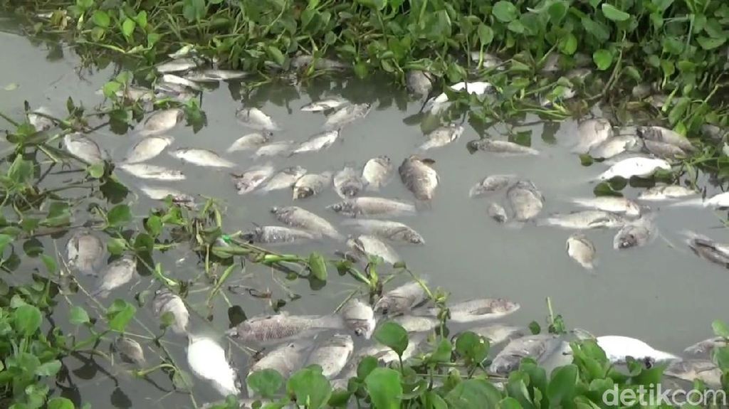 Cuaca Buruk, Ribuan Ikan di Waduk Jatiluhur Purwakarta Mati