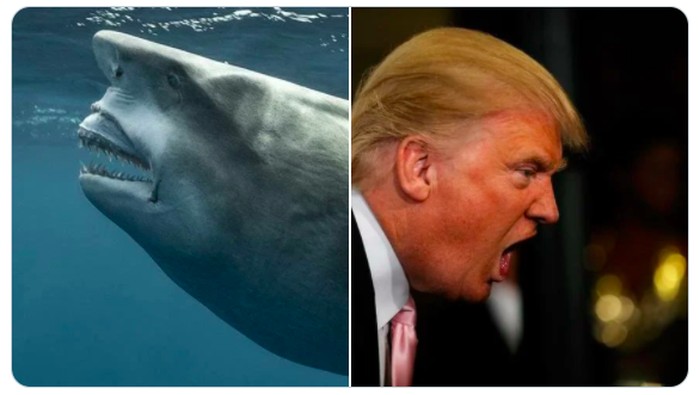 Hiu Mirip Donald Trump