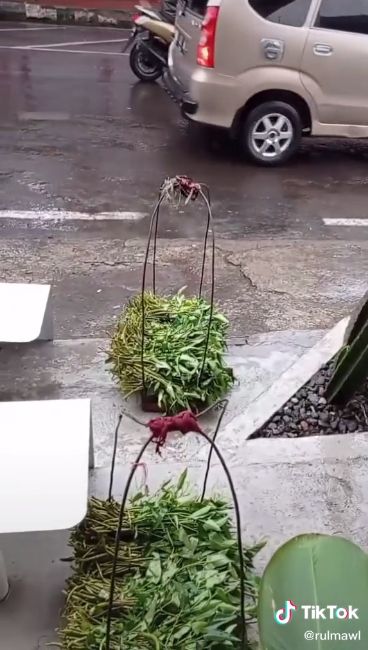 Tanpa Alas Kaki, Bocah Ini Tetap Gigih Keliling Jualan Kangkung