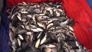 85 Ton Ikan Mati di Waduk Jatiluhur Juga Dipengaruhi Buruknya Kualitas Air