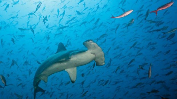 Di ambang kepunahan 'waktu hampir habis' untuk selamatkan hiu dan ikan pari