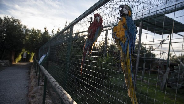 Attica Zoological Park memiliki tagihan besar untuk menjaga 2.000 hewan agar tetap cukup makan dan sehat. Attica Zoological Park memiliki tagihan besar untuk menjaga 2.000 hewan agar tetap cukup makan dan sehat.