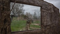 Kebun ini juga merupakan rumah bagi 290 spesies, mulai dari gajah hingga anjing padang rumput.  