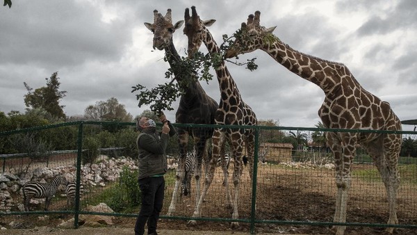 Kurator kebun binatang Adonis Balas memberi makan tiga jerapah di Attica Zoological Park di Athena, Yunani. Kurator kebun binatang Adonis Balas memberi makan tiga jerapah di Attica Zoological Park di Athena, Yunani.