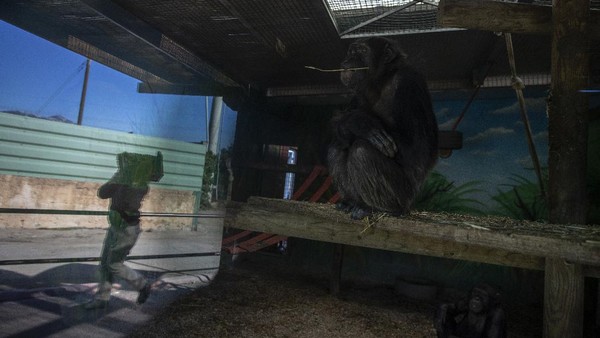 Kebun bintang Attica Zoological Park di Athena, Yunani, terancam tutup permanen karena tak sanggup memenuhi biaya operasional akibat pandemi COVID-19. Kebun bintang Attica Zoological Park di Athena, Yunani, terancam tutup permanen karena tak sanggup memenuhi biaya operasional akibat pandemi COVID-19.