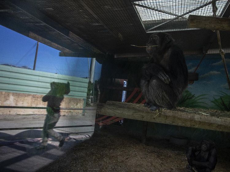 Dihantam Pandemi, Kebun Binatang Yunani Terancam Tutup