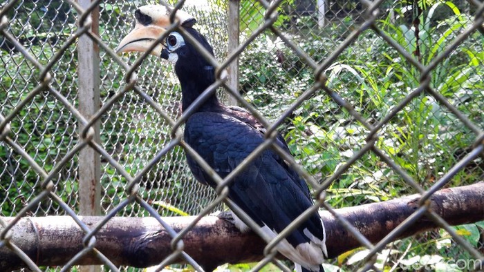 Duh, Pusat Rehabilitasi Satwa Liar WRC Yogya Terancan Tutup Dampak pandemi virus Corona (COVID-19) membuat pusat rehabilitasi satwa liar Wildlife Rescue Centre (WRC) Yogyakarta kesulitan mencari sumber pendanaan.