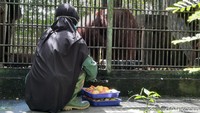 Menurutnya, untuk menyiasati membengkaknya biaya operasional pihaknya terpaksa melakukan pemotongan gaji karyawan sebesar 50 persen. Kendati demikian, kondisi krisis ini tak lantas membuat WRC Yogya putus asa dalam menjalankan misinya untuk merehabilitasi dan melepasliarkan kembali satwa liar.