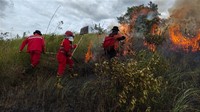 Savana seluas 17,5 hektare di wilayah taman yang berbatasan dengan Kabupaten Bombana dan Konawe Selatan.  