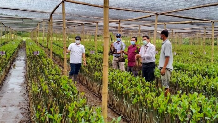 Kebun bibit mangrove di Pasuruan