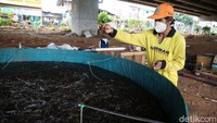 Harun rutin memberikan makan lele-lele tersebut.