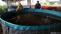 Budidaya lele itu dengan metode kolam bioflok.
