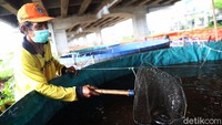 Saat ini terdapat 6000 ekor benih lele yang dipelihara di kolam bioflok tersebut.