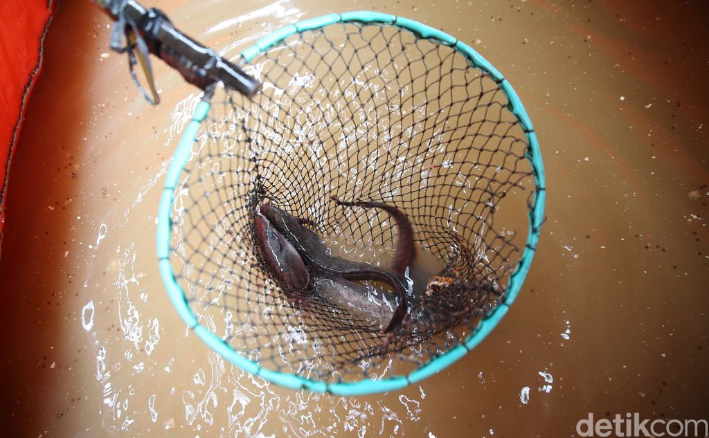Harun petugas PPSU bersama warga memanfaatkan lahan di kolong Tol Becakayu, Cipinang Melayu, Jakarta Timur, untuk lahan ternak ikan lele dengan metode kolam bioflok, Senin (1/2/2021).
