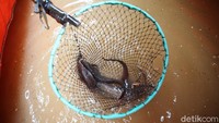 Lele-lele itu dijual ke warga sekitar dengan harga Rp 25 ribu per kilogram.