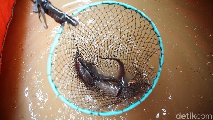Harun petugas PPSU bersama warga memanfaatkan lahan di kolong Tol Becakayu, Cipinang Melayu, Jakarta Timur, untuk lahan ternak ikan lele dengan metode kolam bioflok, Senin (1/2/2021).