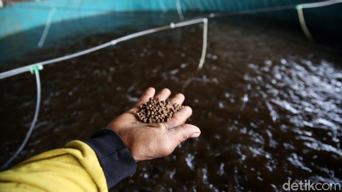 Harun petugas PPSU bersama warga memanfaatkan lahan di kolong Tol Becakayu, Cipinang Melayu, Jakarta Timur, untuk lahan ternak ikan lele dengan metode kolam bioflok, Senin (1/2/2021).