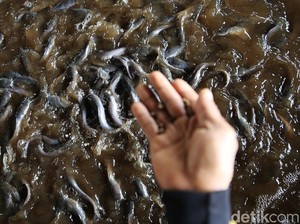Rahasia Budidaya Lele di Terpal: Modal Kecil, Panen 3 Bulan, Bebas Bau!