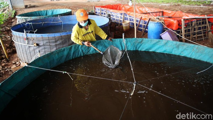 Kolong Tol Becakayu Disulap Jadi Tempat Budidaya Lele Harun petugas PPSU bersama warga memanfaatkan lahan di kolong Tol Becakayu, Cipinang Melayu, Jakarta Timur, untuk lahan ternak ikan lele dengan metode kolam bioflok, Senin (1/2/2021).