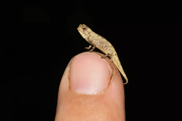 Reptil jantan terkecil di dunia ini bisa nemplok dengan mudahnya di ujung jari. Seperti ini penampakannya dan penjelasan para peneliti.