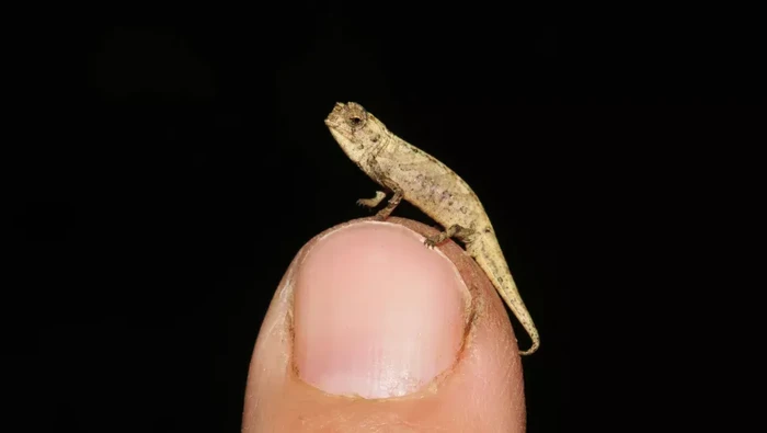 Reptil jantan terkecil di dunia ini bisa nemplok dengan mudahnya di ujung jari. Seperti ini penampakannya dan penjelasan para peneliti.