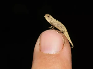 Reptil Sekecil Ujung Jari Tapi Alat Kelaminnya Besar
