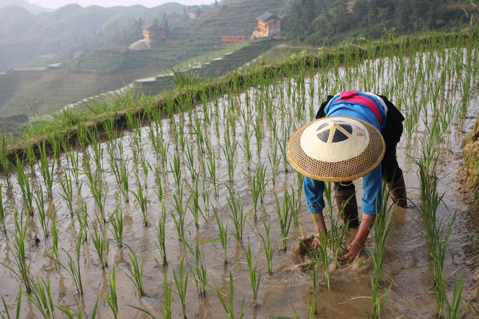 petani