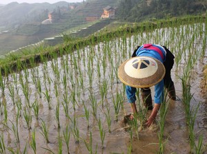 BPS Catat Nilai Tukar Petani di Januari 2021 Naik 0,01%