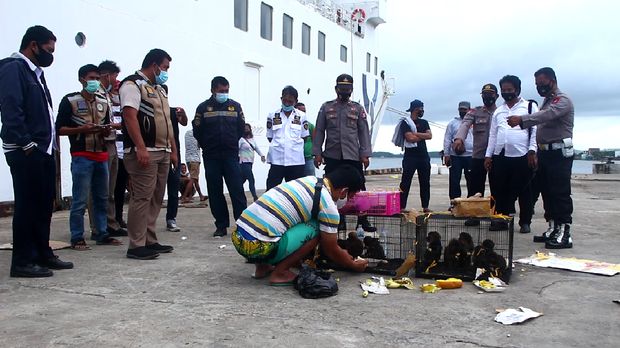 Polisi amankan puluhan satwa dilindungi dari kapal yang baru bersandar di Pelabuhan Nusantara Parepare