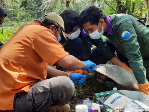Pusat rehabilitasi satwa liar Wildlife Rescue Centre (WRC) Yogyakarta di Kulon Progo, Senin (1/2/2021).
