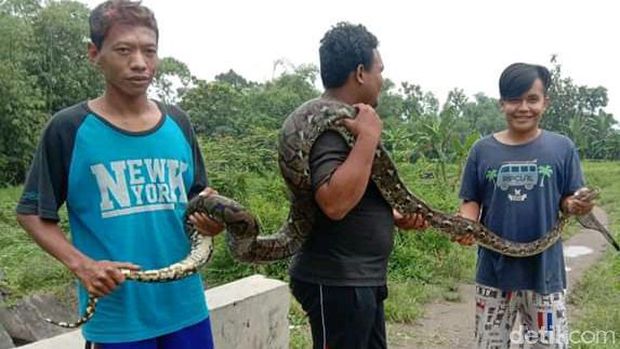 Ular piton 3,5 meter yang ditangkap warga Desa Prawatan, Kecamatan Jogonalan, Klaten, Senin (1/2/2021).
