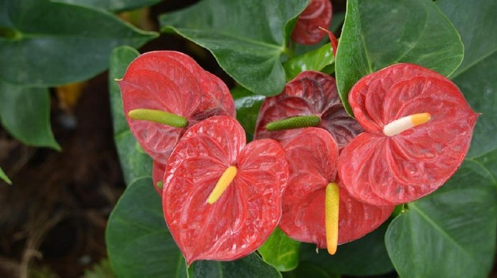 7 Jenis Tanaman Hias Anthurium Bunga, Cantik Berwarna-warni - Anthurium Termasuk Jenis Tanaman Hias