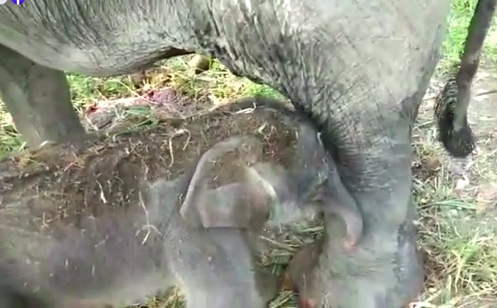 Bayi gajah Sumatera di Tangkahan