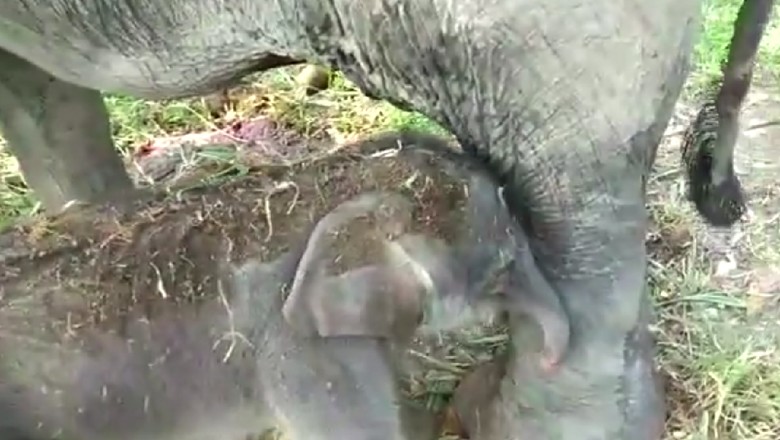 Bayi gajah Sumatera di Tangkahan Bayi gajah Sumatera di Tangkahan