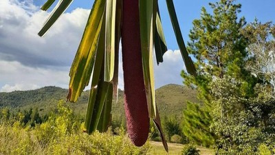 Foto: Buah Merah yang Ajaib dan Berkhasiat dari Papua