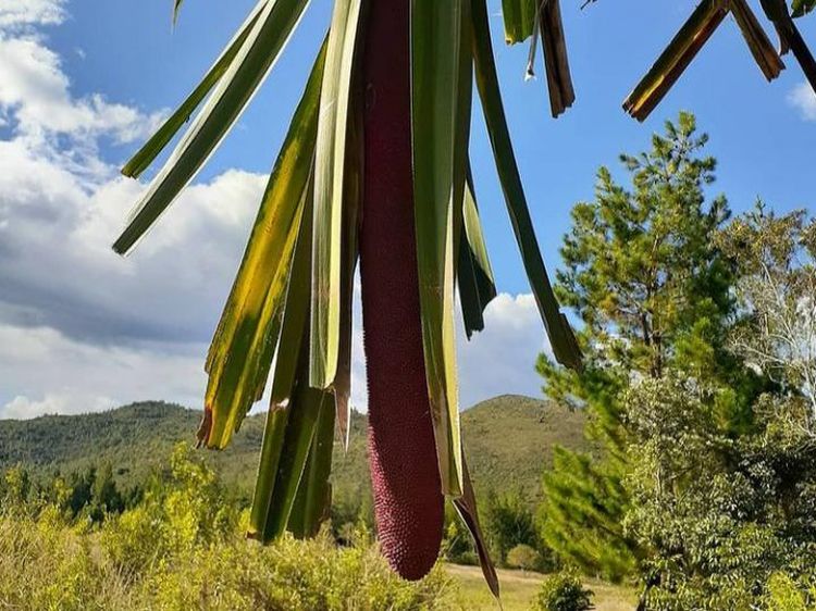 Foto: Buah Merah yang Ajaib dan Berkhasiat dari Papua