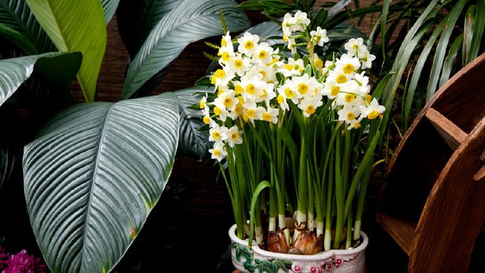 A pot of daffodil is used for decoration in a Chinese home.