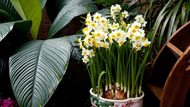 Sebuah pot bunga bakung digunakan sebagai dekorasi di sebuah rumah China. Foto: Getty Images/iStockphoto/Silasyeung