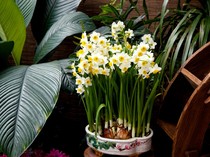 18 Tanaman Pengusir Tikus  yang Ampuh dan Bisa Ditanam di Rumah