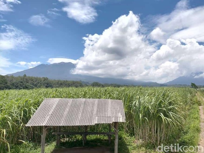 Erupsi Gunung Raung meningkat. Masyarakat sekitar mendengar gemuruh terus-menerus disertai letusan erupsi.