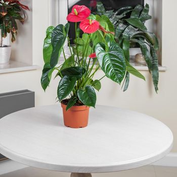 Ilustrasi anthurium Ilustrasi anthurium