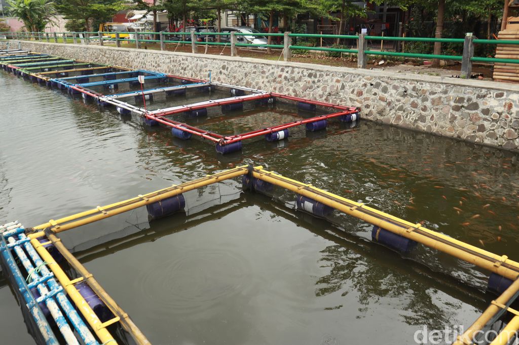 Kreatifnya Warga Bandung, Sulap Kolam Retensi untuk Budidaya Ikan dan Wisata