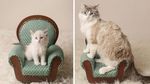 Super Gemas! Potret Before After Versi Kucing