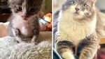Super Gemas! Potret Before After Versi Kucing