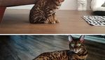 Super Gemas! Potret Before After Versi Kucing