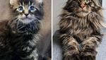 Super Gemas! Potret Before After Versi Kucing