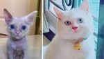 Super Gemas! Potret Before After Versi Kucing