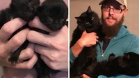 Dari ukuran sekepal tangan orang dewasa, berubah menjadi kucing hitam besar dengan bulu lebat. (dok Bored Panda)