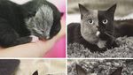 Super Gemas! Potret Before After Versi Kucing